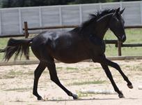 StarlightStables
